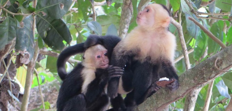 monos Parque Nacional Manuel Antonio