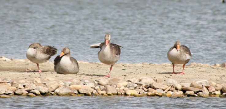 mejor época para visitar las Lagunas de Villafáfila