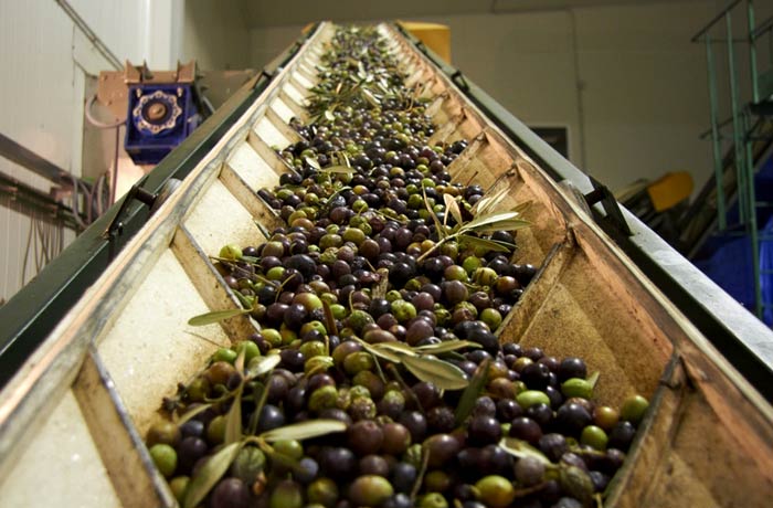 Las aceitunas en la almazara (Fotografía gentileza de trotaburgos.com)