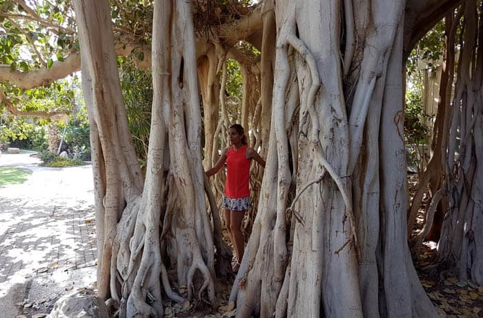Uno de los árboles más espectaculares del jardín botánico de Ein Gedi mar Muerto en Israel