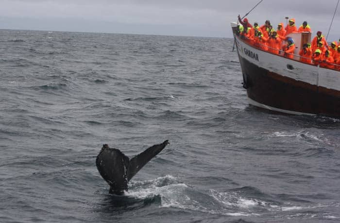 Ballenas en Húsavík Islandia por libre
