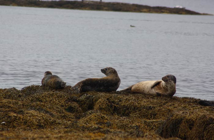 Focas Islandia por libre