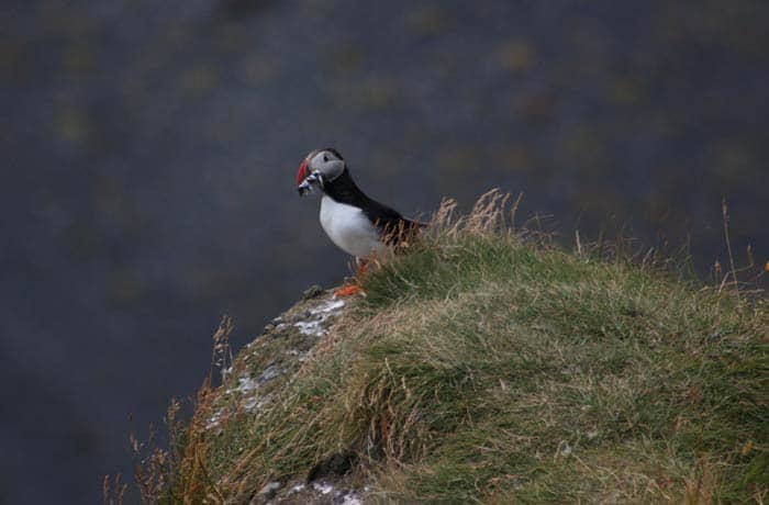 Un frailecillo Islandia por libre