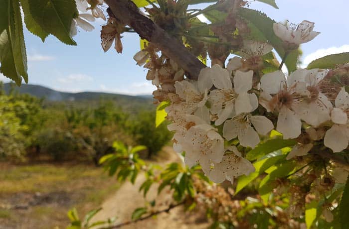 Cerezos en flor en la localidad de Sotoserrano ruta de los Tres Ríos