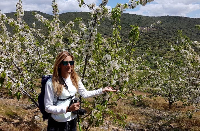 Cerezos en la ruta de los Tres Ríos