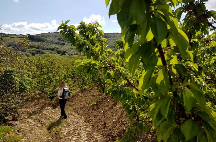 Campo de cerezos que se puede visitar en Sotoserrano nada más comenzar la ruta