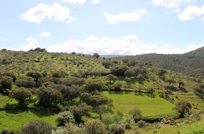 Paisaje de encinas en las inmediaciones del río Alagón ruta de los Tres Ríos