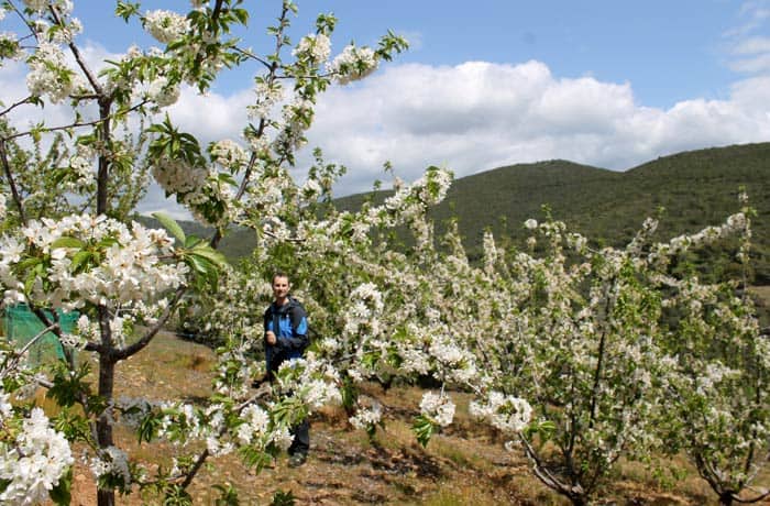 Entre cerezos en el tramo final de la ruta