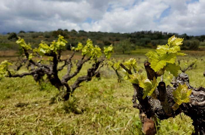 Vides en Sotoserrano ruta de los Tres Ríos