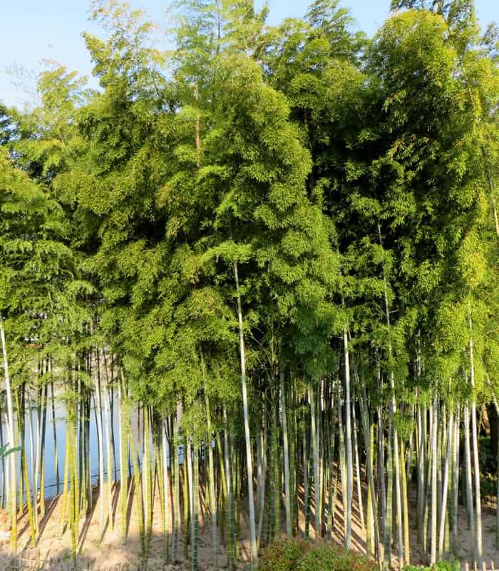 Bambú en el jardín Shukkeien que ver en Hiroshima