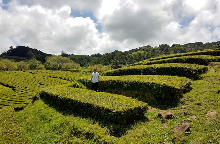 Plantación de té en Sao Miguel viajar a las Azores por libre