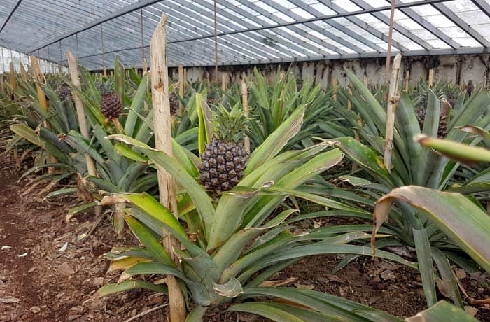 Plantación de piña en Sao Miguel viajar a las Azores por libre