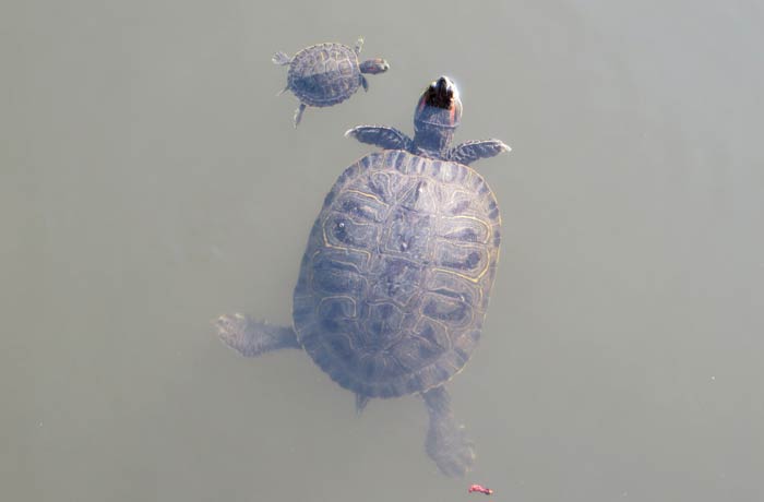 Tortugas en el Jardín Shukkeien que ver en Hiroshima